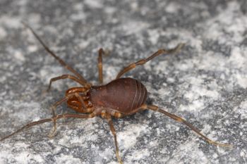 Media type: image;   Invertebrate Zoology 168077 Description: Digital photograph of specimen in life.;